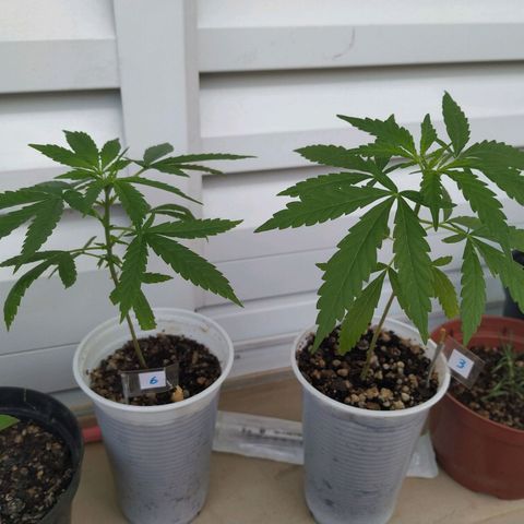 Unknown strain growlog timeline photo