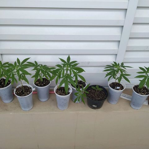 Unknown strain growlog timeline photo