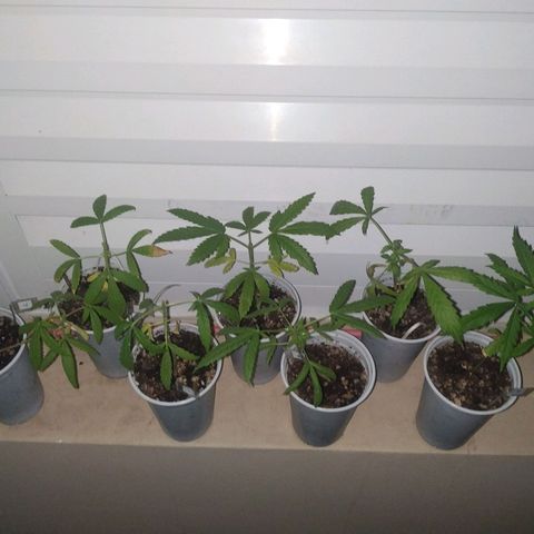 Unknown strain growlog timeline photo