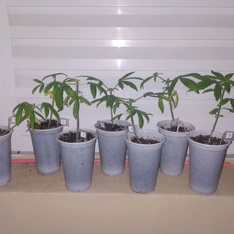 Unknown strain growlog timeline photo