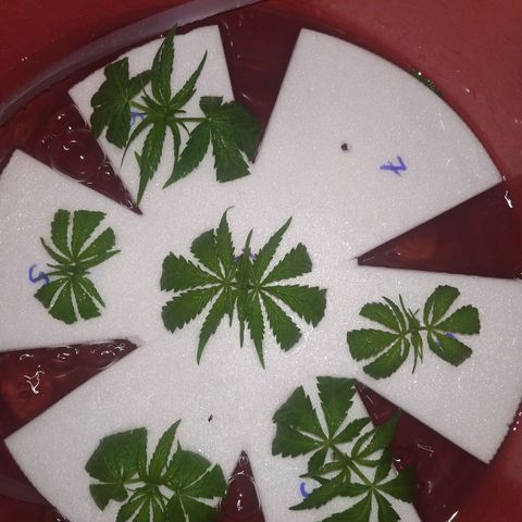 Unknown strain growlog timeline photo