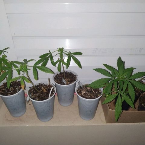 Unknown strain growlog timeline photo