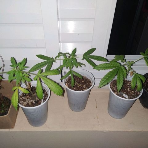 Unknown strain growlog timeline photo