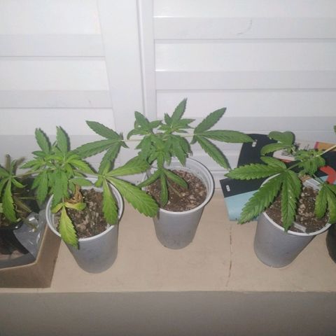 Unknown strain growlog timeline photo