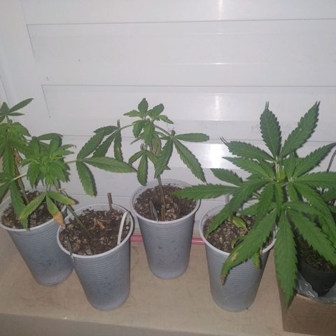 Unknown strain growlog timeline photo