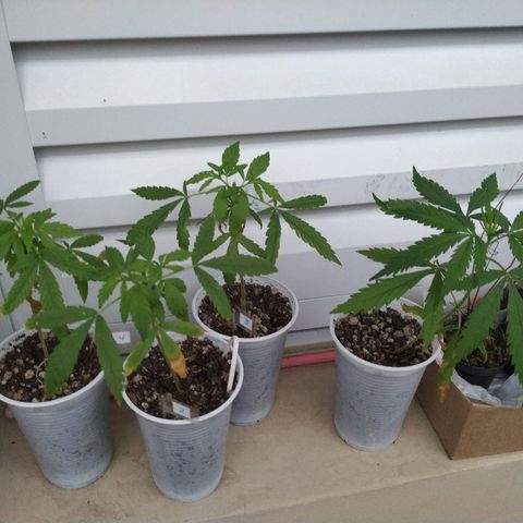Unknown strain growlog timeline photo