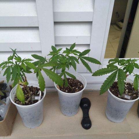 Unknown strain growlog timeline photo