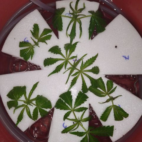 Unknown strain growlog timeline photo