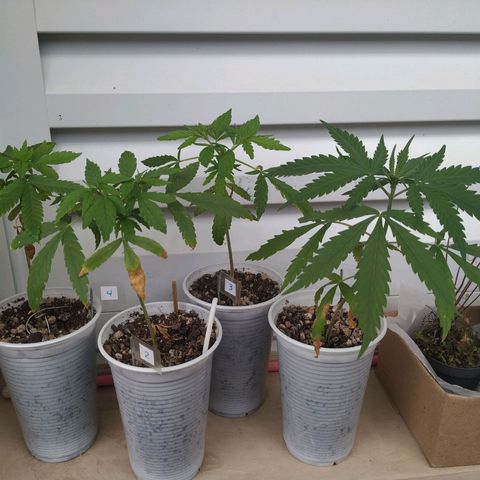 Unknown strain growlog timeline photo