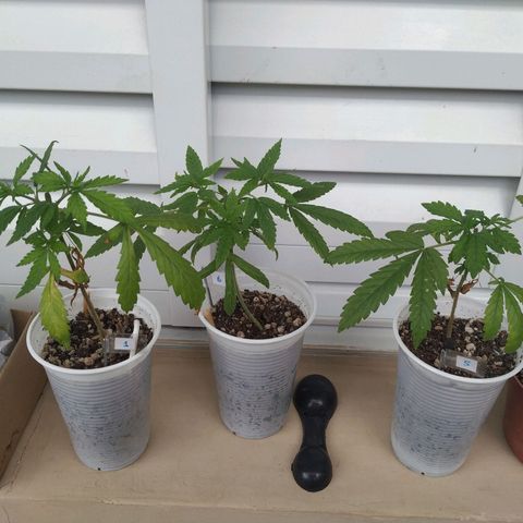 Unknown strain growlog timeline photo