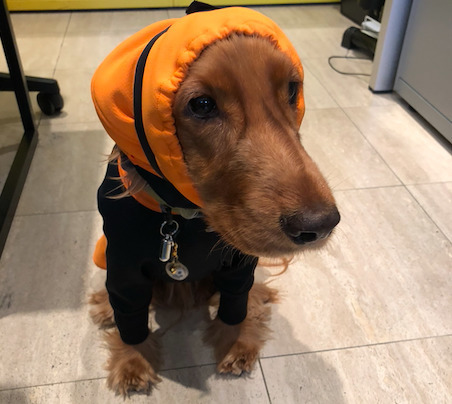 Image for the <ruby>犬<rt>いぬ</rt></ruby>のいる<ruby>生活<rt>せいかつ</rt></ruby>