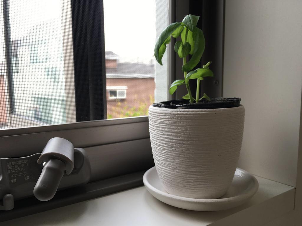 Image for the <ruby>日本<rt>にほん</rt></ruby>では<ruby>植物<rt>しょくぶつ</rt></ruby>がよく<ruby>育<rt>そだ</rt></ruby>ちます