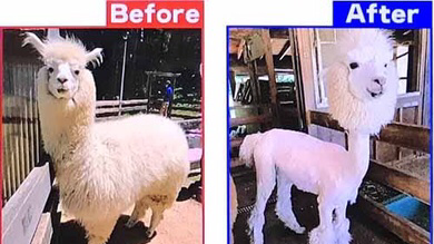 Article header image