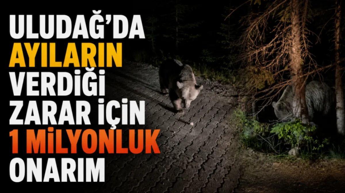 Uludağ’da ayıların verdiği zarar için 1 milyonluk onarım