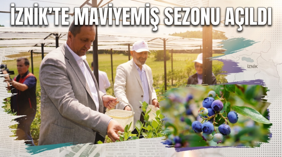 İznik'te Maviyemiş sezonu açıldı