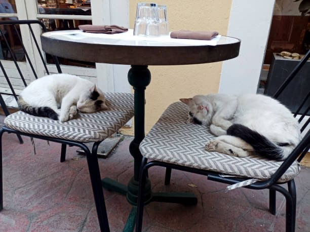 Restoran ve kafelere evcil hayvan yasağı mı geliyor? Yeni düzenleme gündemde