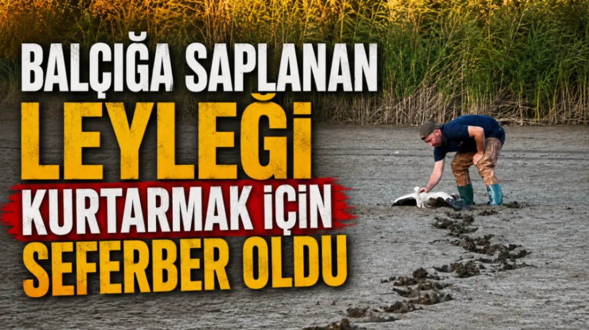Balçığa saplanan leyleği kurtarmak için seferber oldu