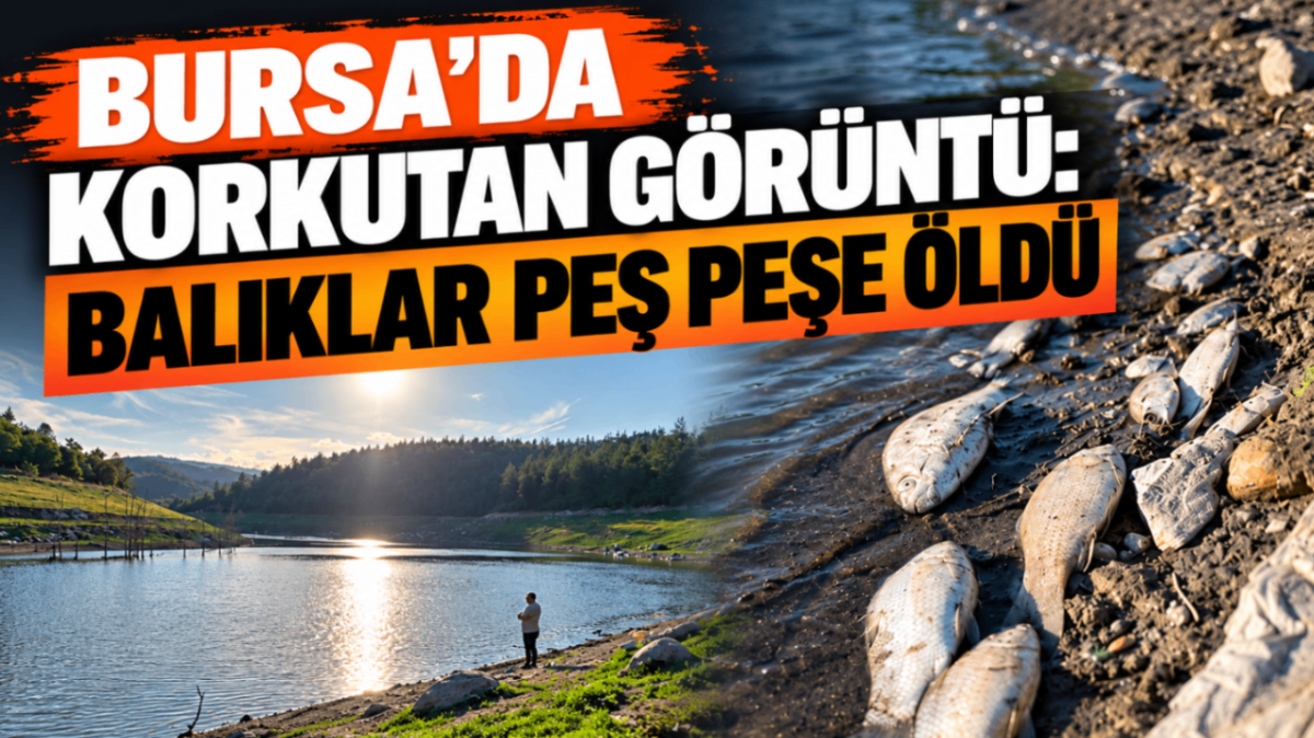 Bursa’da korkutan görüntü: Balıklar peş peşe öldü...