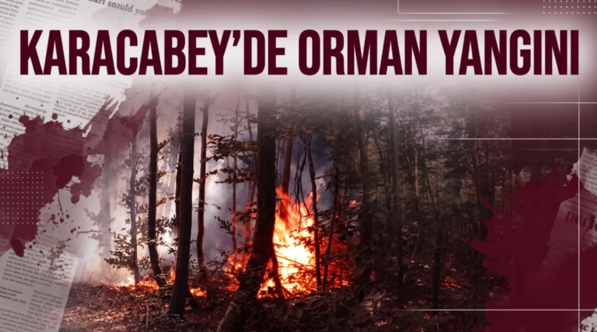 Karacabey'de orman yangını