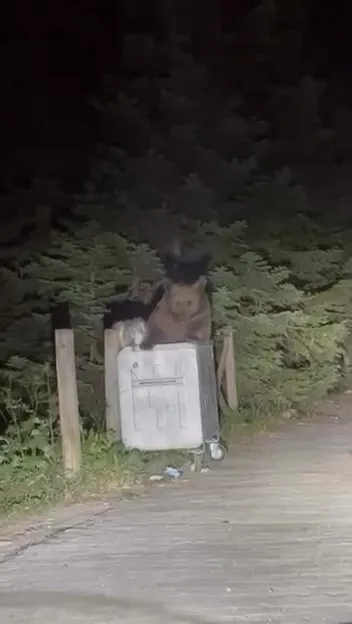 Uludağ'da aç kalan ayı çöplüğe indi! O anlar kamerada