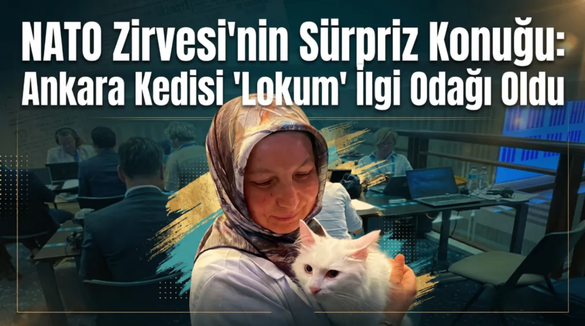 NATO Zirvesi'nin sürpriz konuğu: Ankara Kedisi 'Lokum' ilgi odağı oldu