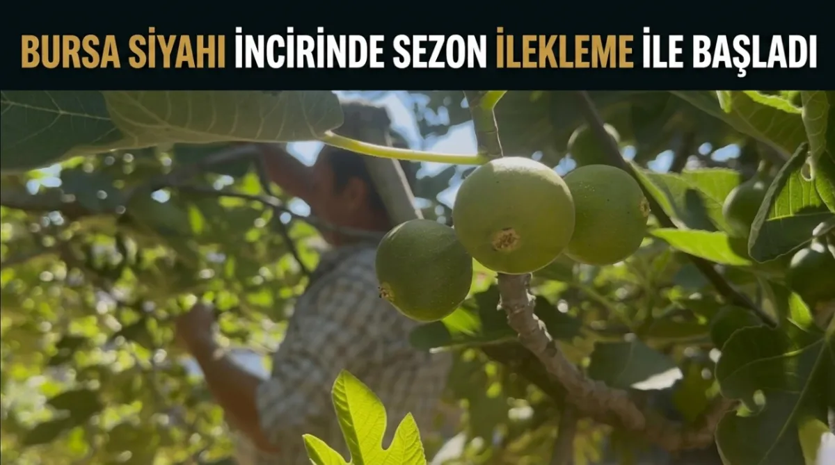 Bursa siyahı incirinde sezon ilekleme ile başladı