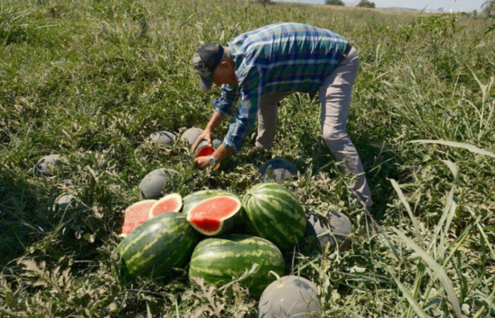 500 dönümde büyük hüsran: 3 bin 500 ton karpuz tarlada kaldı