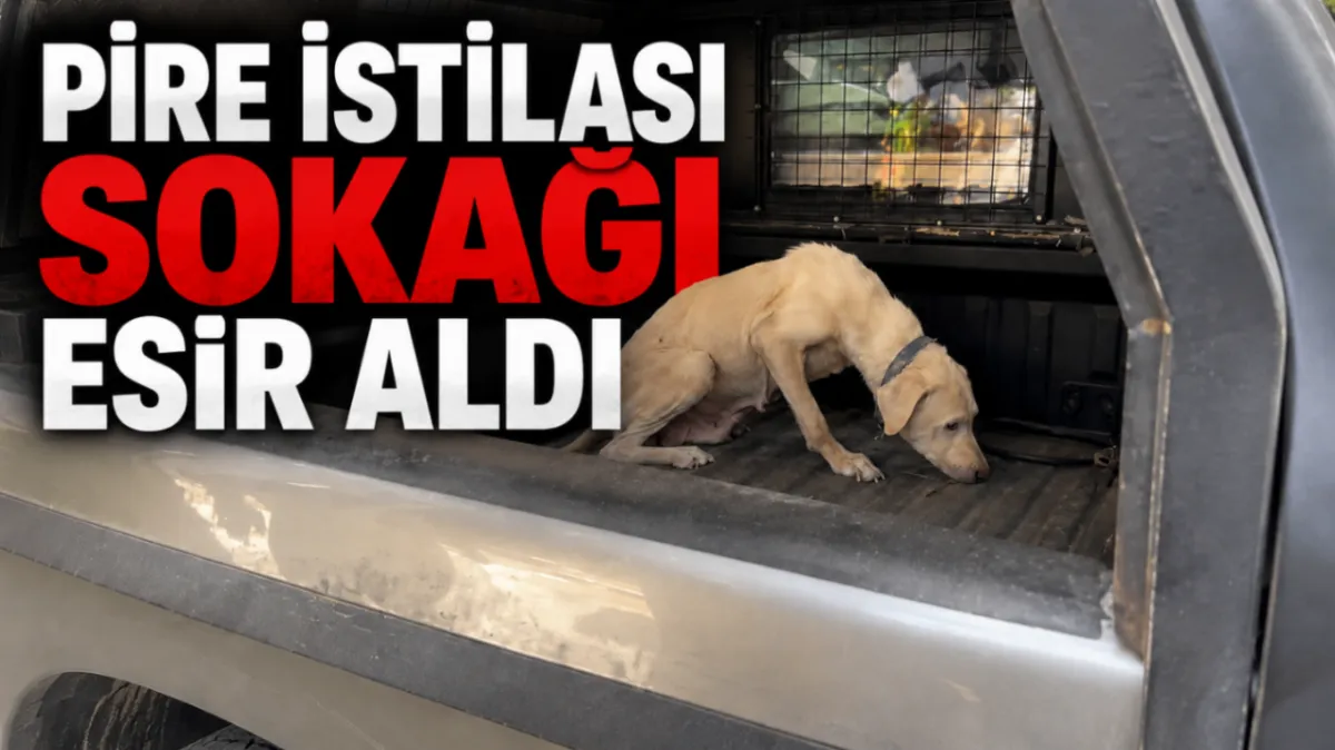 Pire istilası sokağı esir aldı