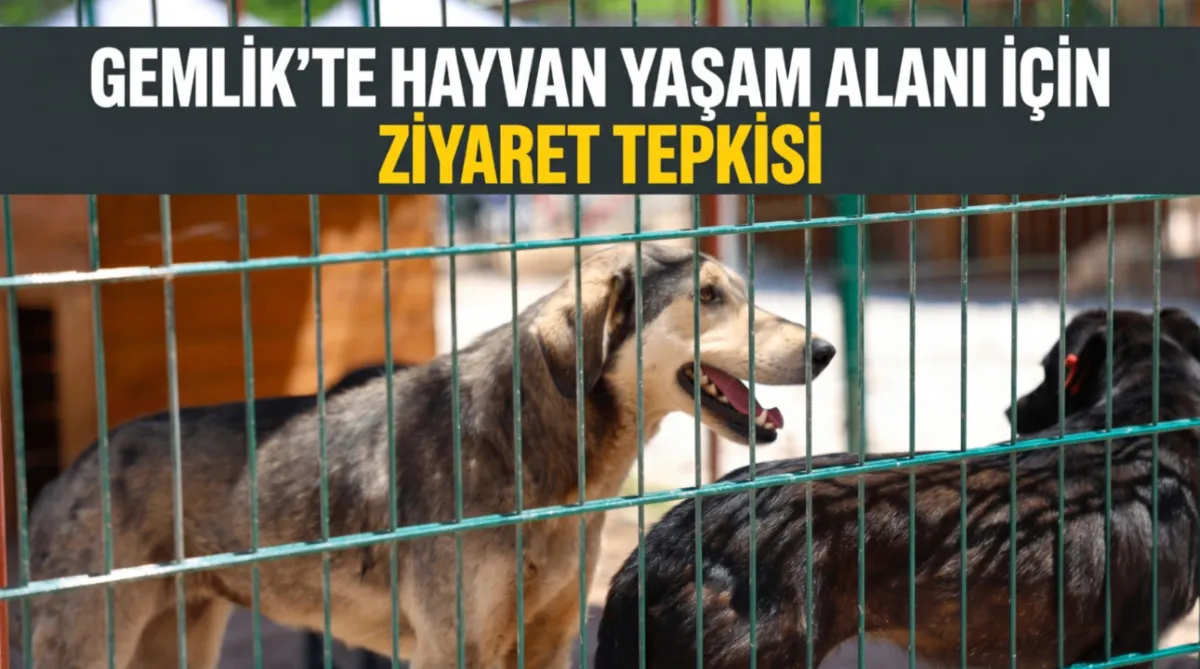 Gemlik Belediyesi’nin Hayvan Yaşam Alanı tartışma yarattı