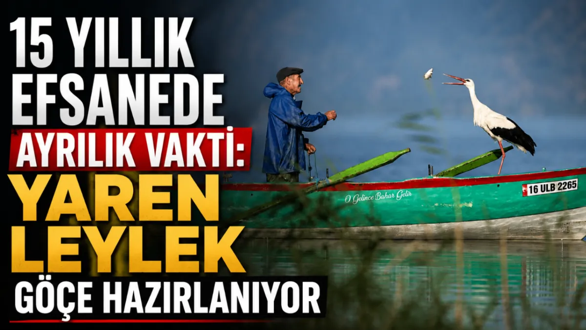 15 yıllık efsanede ayrılık vakti: Yaren leylek göçe hazırlanıyor
