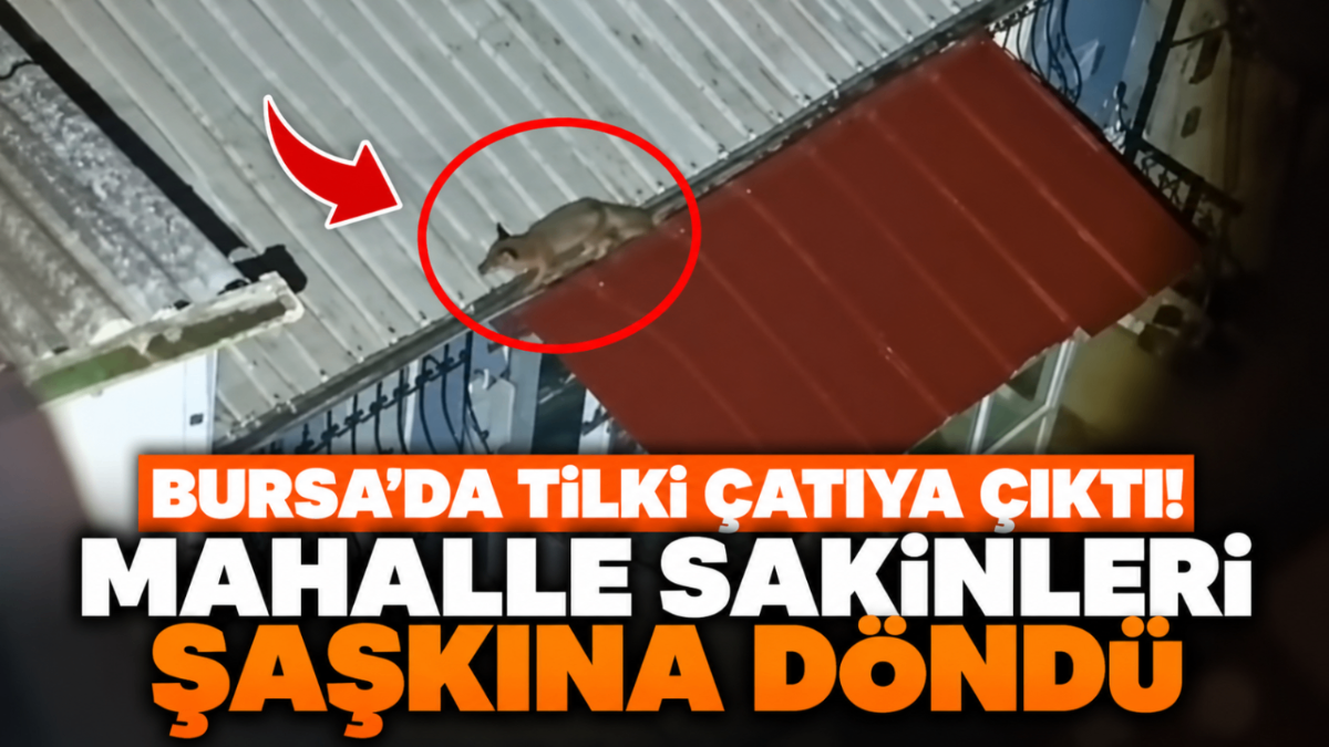     Bursa’da tilki çatıya çıktı! Mahalle sakinleri şaşkına döndü…