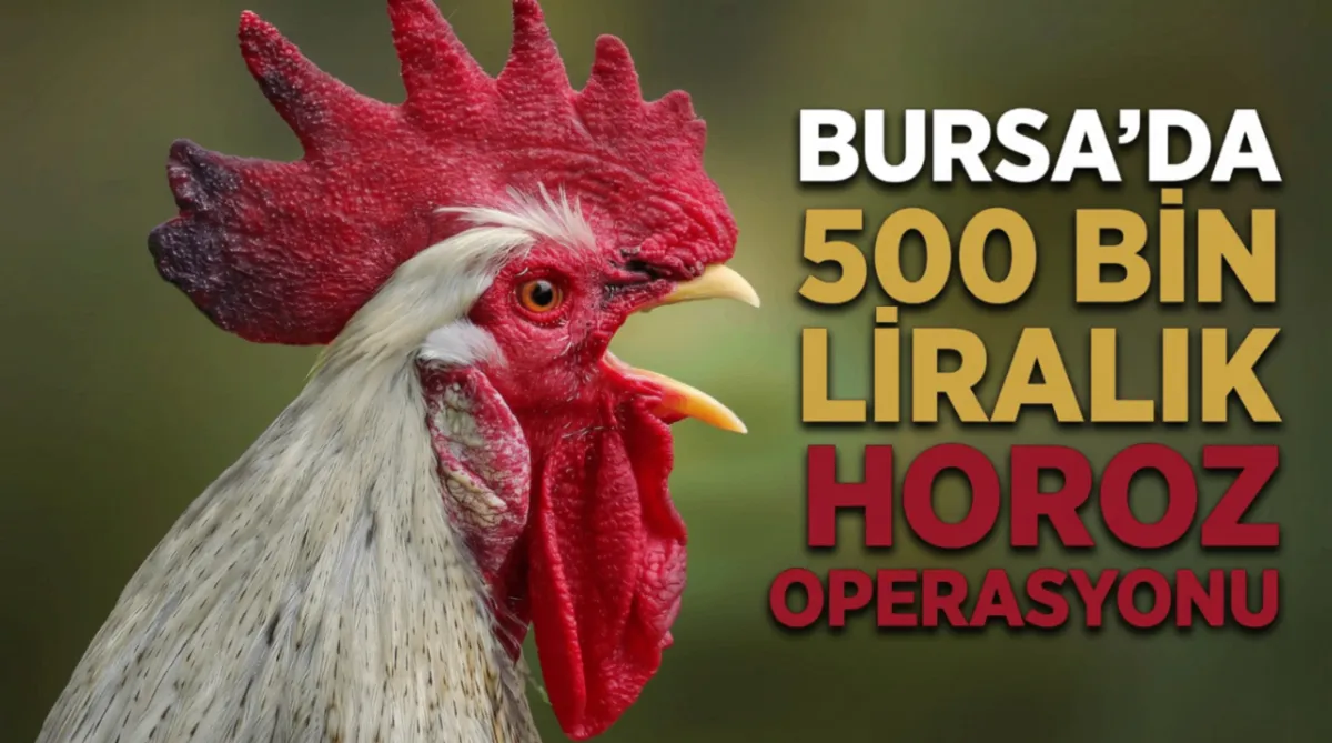 Bursa’da 500 bin liralık horoz operasyonu