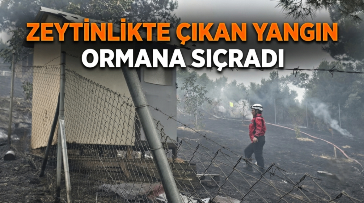 Zeytinlikte çıkan yangın ormana sıçradı