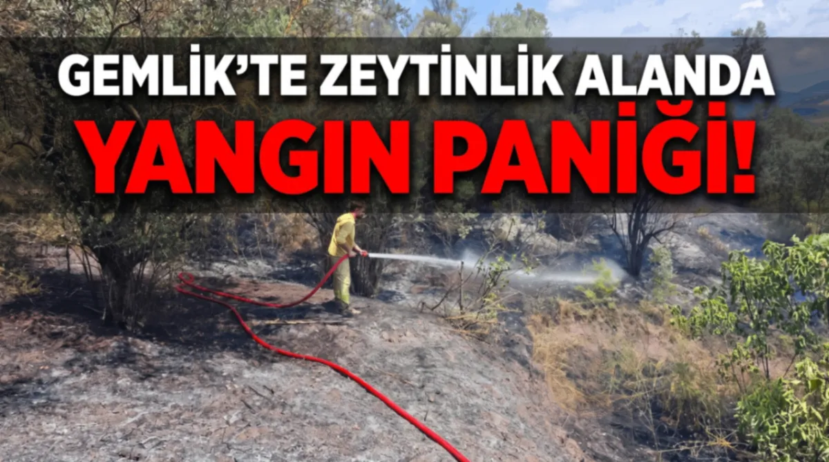 Gemlik’te zeytinlik alanda yangın paniği!
