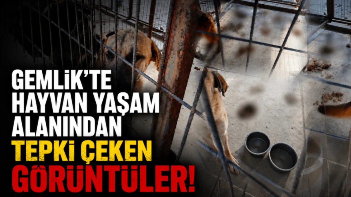Gemlik’te hayvan yaşam alanından tepki çeken görüntüler!