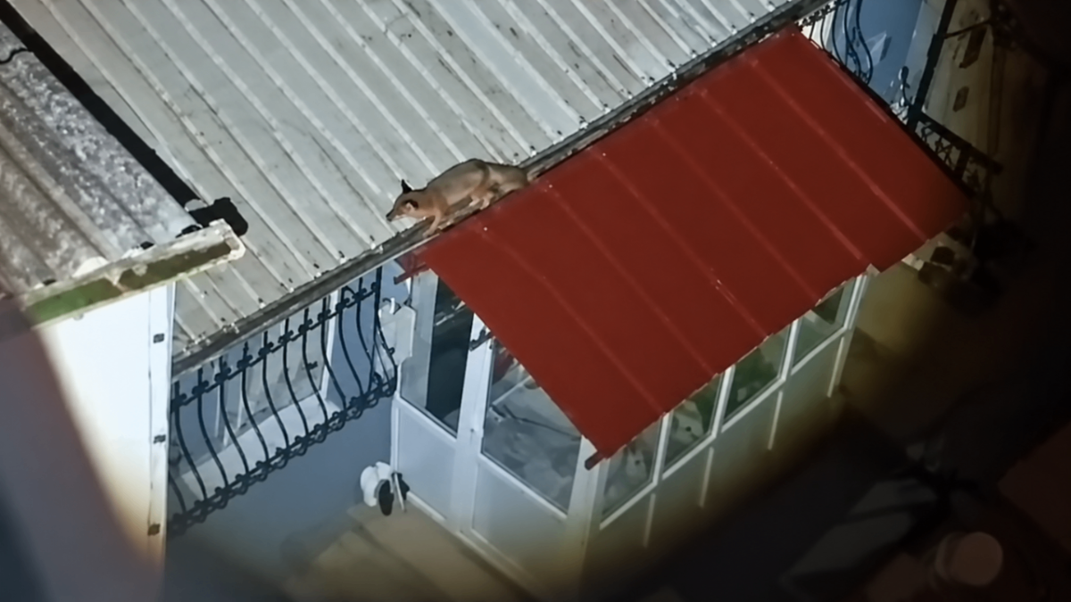     Bursa’da tilki çatıya çıktı! Mahalle sakinleri şaşkına döndü…