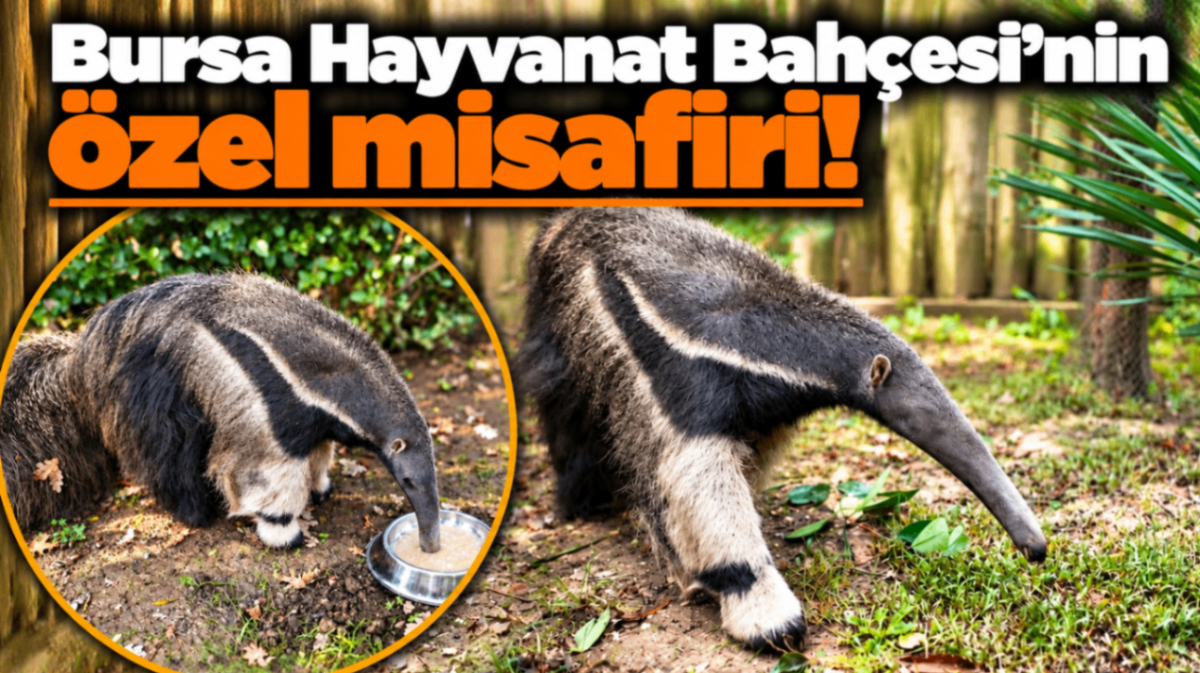 Bursa Hayvanat Bahçesi'nin özel misafiri!