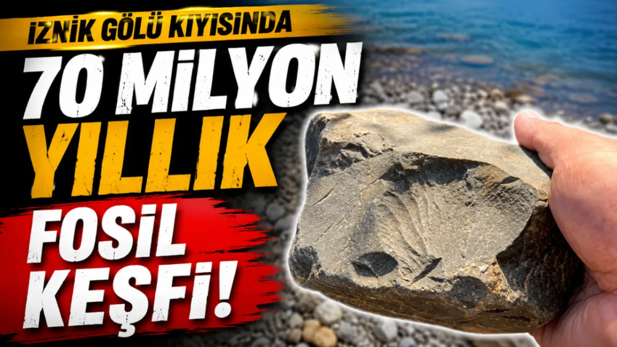İznik Gölü kıyısında 70 milyon yıllık fosil keşfi
