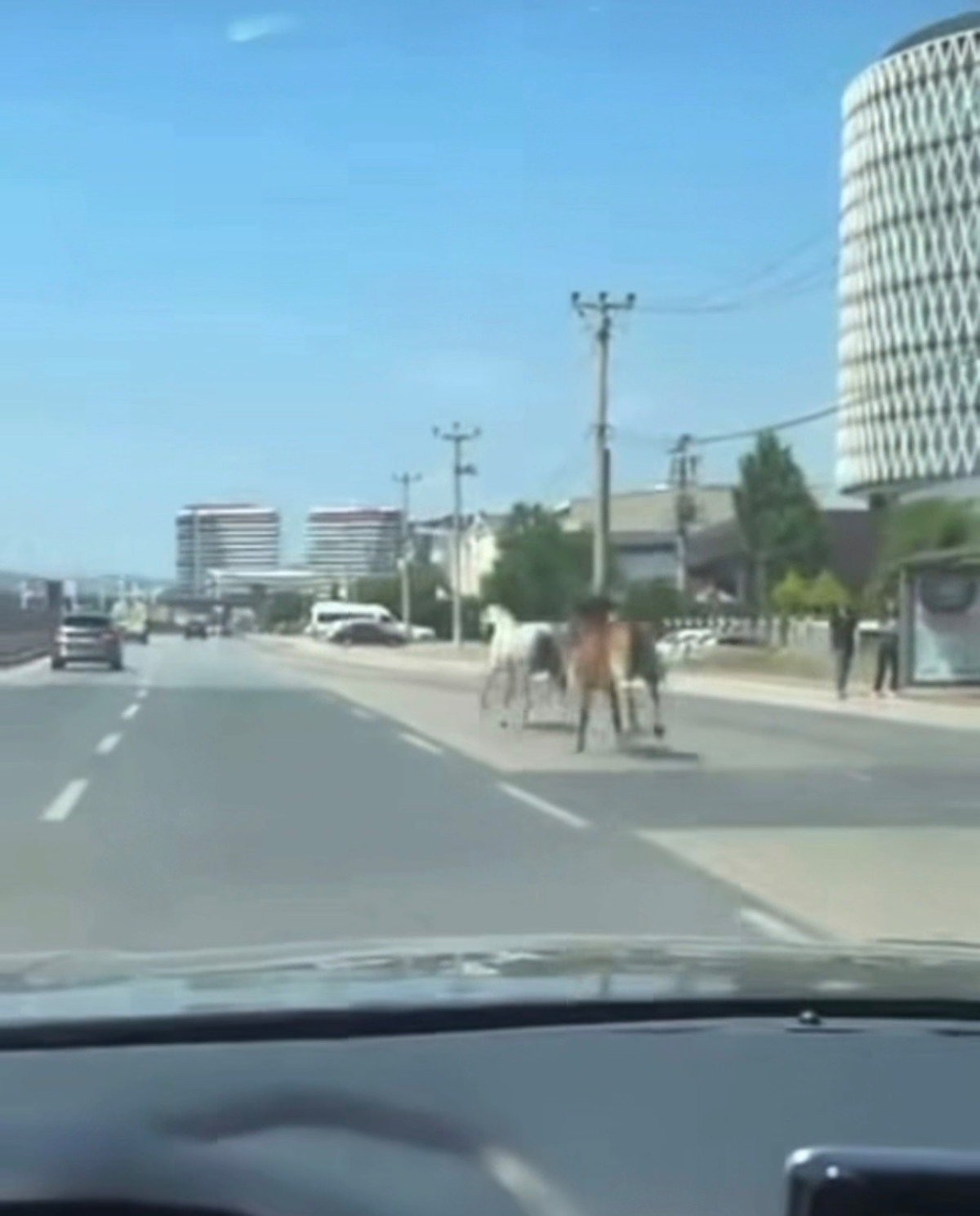 Bursa'da ana yola çıkan atlar trafiği birbirine kattı