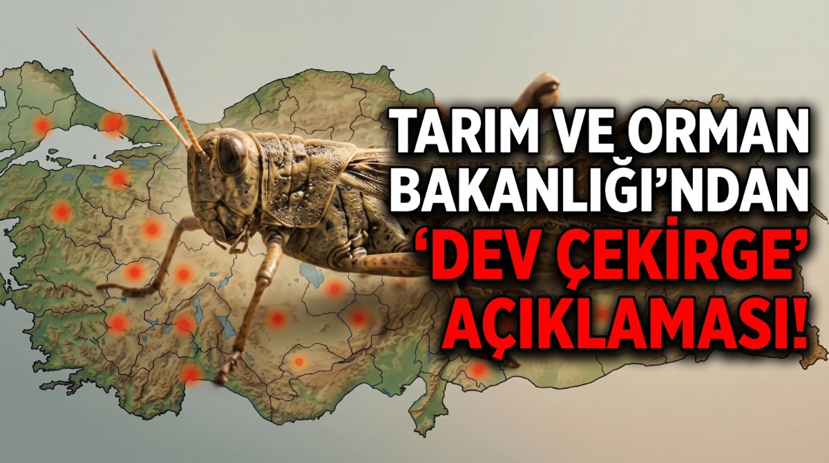 Tarım ve Orman Bakanlığı'ndan 'dev çekirge' açıklaması!