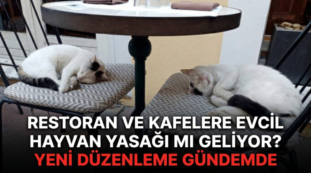 Restoran ve kafelere evcil hayvan yasağı mı geliyor? Yeni düzenleme gündemde