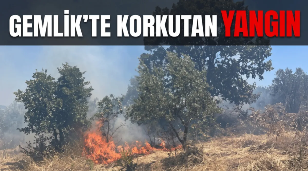 Gemlik'te korkutan yangın
