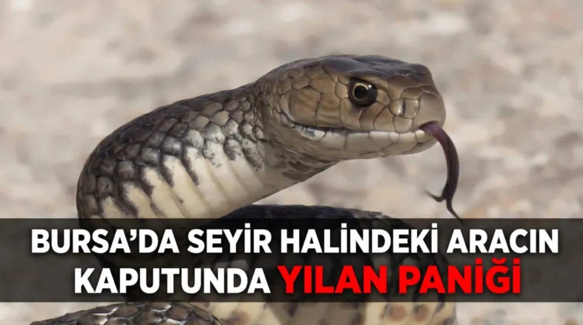 Bursa’da seyir halindeki aracın kaputunda yılan paniği