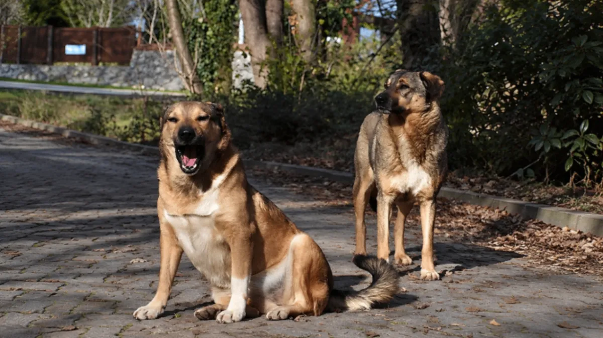 Sokak köpekleri için 81 ilde denetim başlıyor