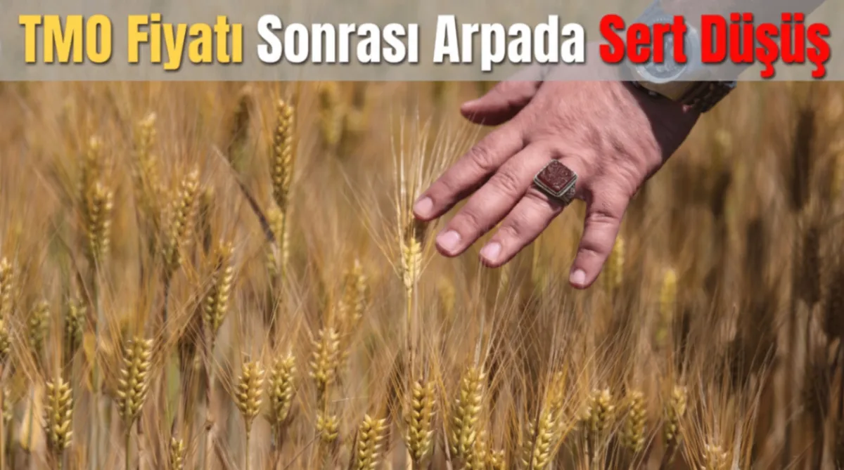 TMO Fiyatı sonrası arpada sert düşüş