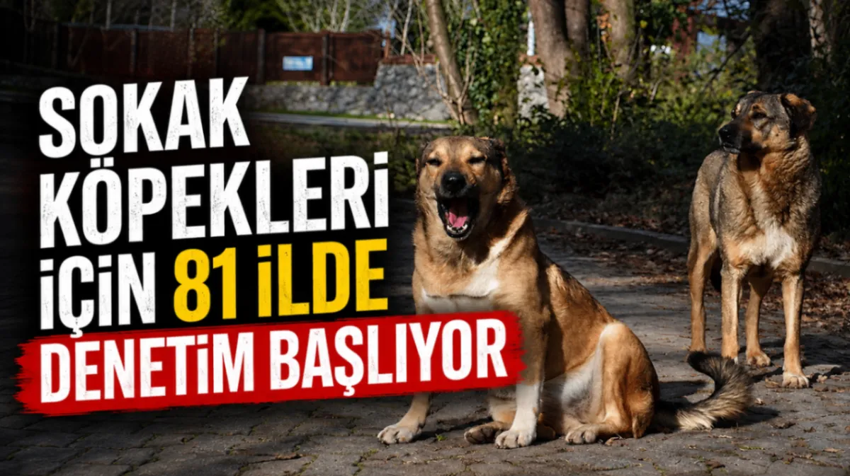 Sokak köpekleri için 81 ilde denetim başlıyor