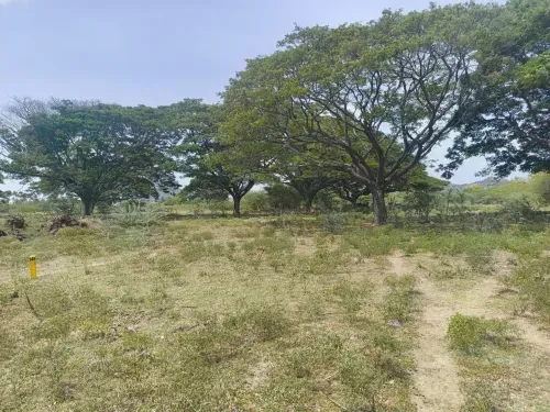 Residential Land for Sale in Chengalpattu