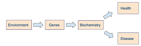 Environment, Genes, Biochemistry, Health, Disease