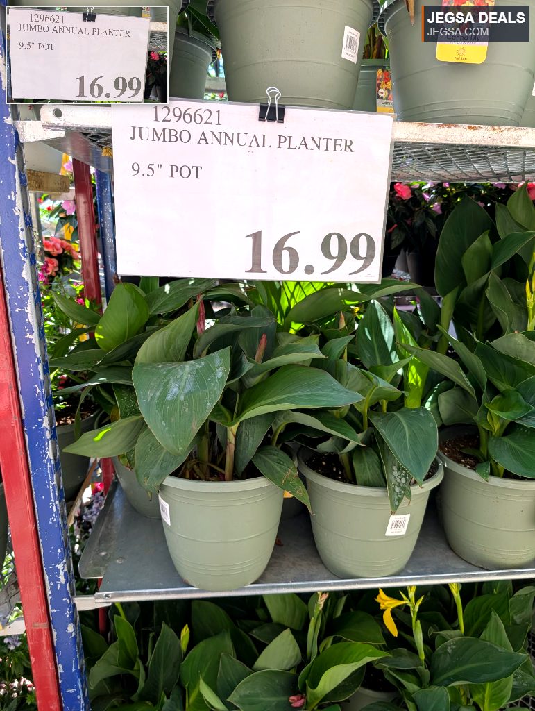Large green Canna Lily 'Jumbo Annual' plant in a 9.5 inch pot, priced at $16.99, perfect for garden landscapes.
