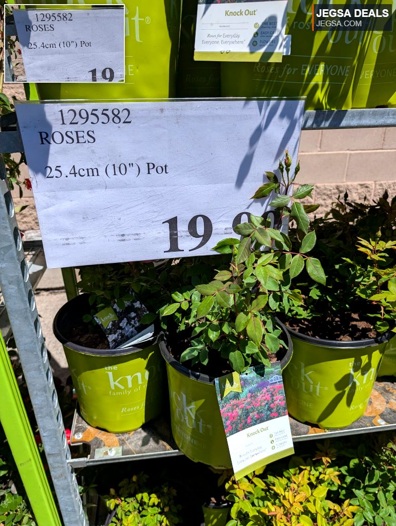 Knock Out Roses in 25.4cm (10") pots with green foliage, ready to bloom, ideal for garden landscaping. Priced $19.99.
